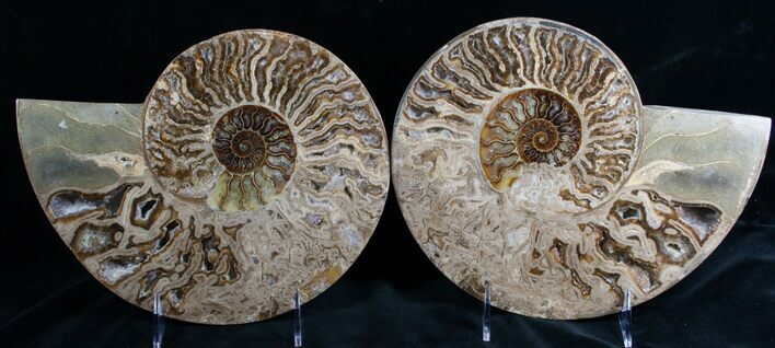 Huge Choffaticeras Ammonite - Rare! #7578